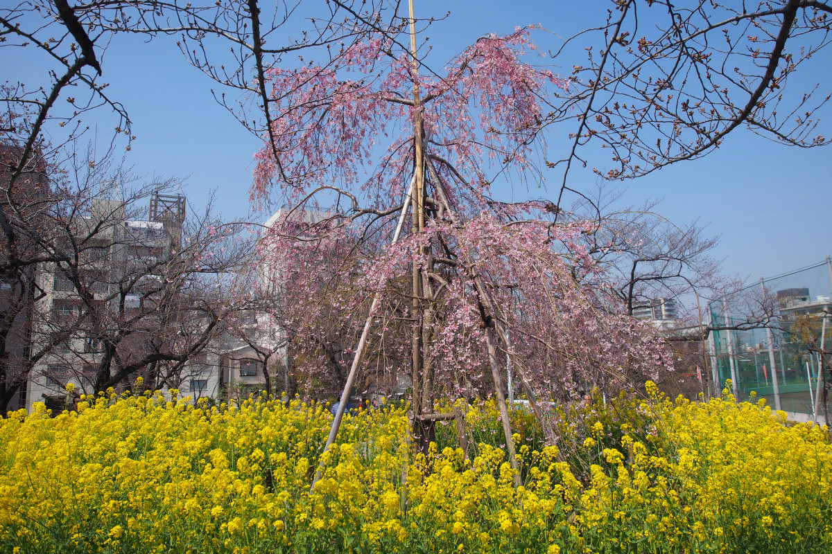 隅田公園の桜と菜の花